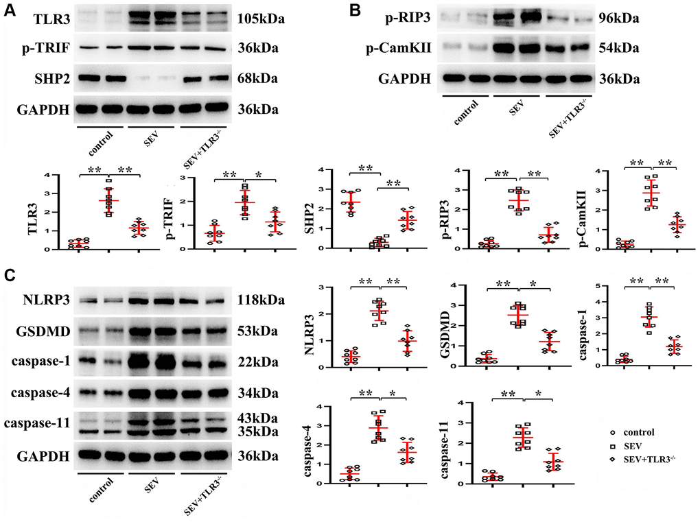 TLR3 deletion inhibited activation of TRIF and degradation of SHP2 and down-regulated expressions of TLR signaling pathway-related proteins. (A) Expressions of TLR3, p-TRIF and SHP2 in the hippocampus of neonatal mice. (B) Expressions of p-RIP3 and CaMKII in the hippocampus of neonatal mice. (C) Expressions of NLRP3, GSDMD, Caspase-1, Caspase-4 and Caspase-11 in the hippocampus of neonatal mice. **p *p 