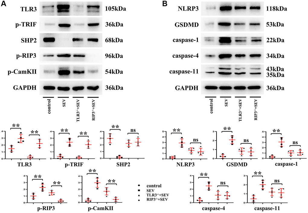 TLR3 deletion inhibited RIP3 phosphorylation and reduced programmed necrosis of hippocampal neurons by regulating TRIF and SHP2 expressions. (A) Expressions of TLR3, p-TRIF, SHP2, p-RIP3 and CaMKII in the hippocampal neurons. (B) Expressions of NLRP3, GSDMD, Caspase-1, Caspase-4 and Caspase-11 in the hippocampal neurons. **p 