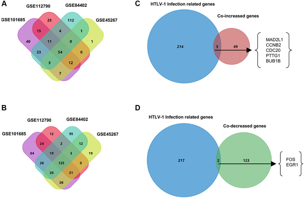 Venn diagrams to filter HTLV-1 infection-associated genes from HCC datasets. (A) The 54 co-increased expression genes were filtered from four public datasets GSE101685, GSE112790, GSE45267, and GSE84402. (B) The 125 co-decreased expression genes were filtered from four public datasets. (C) Five genes were identified as the up-regulated overlapping genes between HTLV-1 infection-related genes and the 54 co-DEGs. (D) FOS and EGR1 were identified as the two down-regulated overlapping genes between HTLV-1 infection-related genes and the 125 co-DEGs.