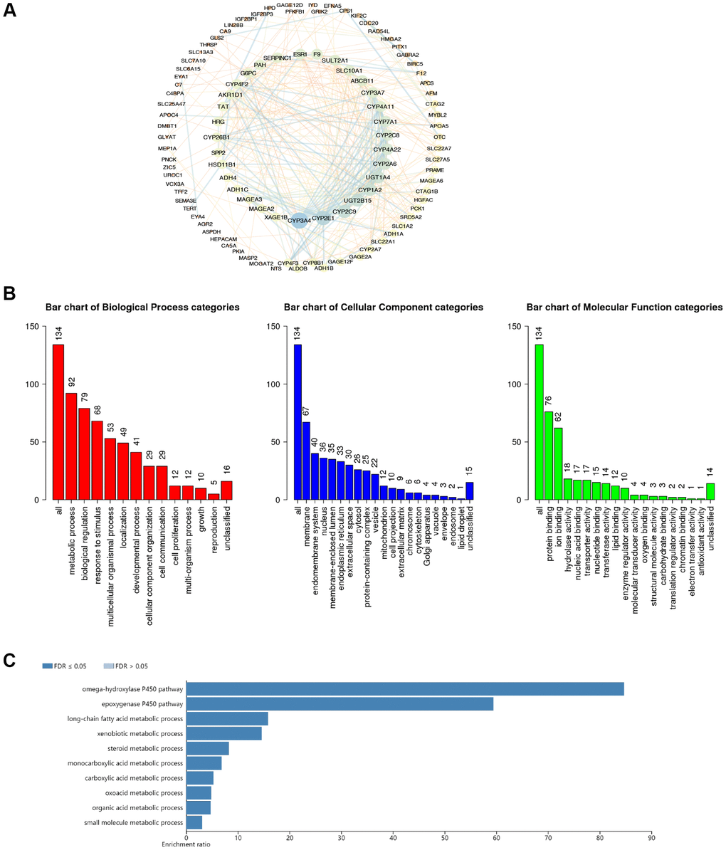 The functional enrichment analysis of CDC20-associated genes in HCC. (A) PPI network of CDC20-associated genes (cBioPortal and Cytoscape). The colors of edges and nodes: yellow color means low value, blue color means high value. (B) Gene Ontology (GO) analysis of CDC20-associated genes (WebGestalt). (C) Kyoto Encyclopedia of Genes and Genome (KEGG) pathway analysis of CDC20-associated genes (WebGestalt).