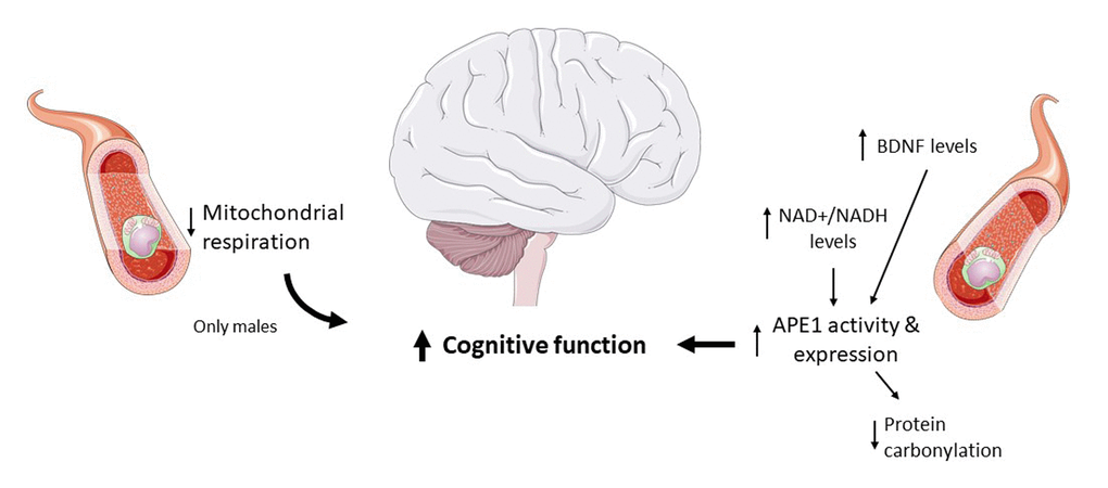 Molecular markers associated with maintenance of cognitive capacity in centenarians. The figure was generated using pictures from Servier Medical Art, provided by Servier, licensed under a Creative Commons Attribution 3.0 unported license.