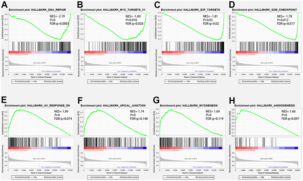 The GSEA analysis results in the TCGA-LUAD cohort. (A) “DNA repair”, (B) “Myc targets V1”, (C) “E2F target genes”, (D) “G2-M cell-cycle checkpoint”, (E) “UV response dn”, (F) “Apical junction”, (G) “Myogenesis”, (H) “angiogenesis”.