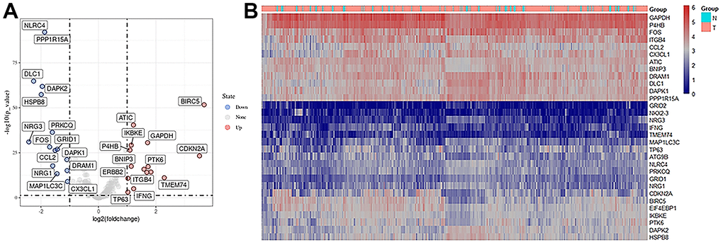 Expression of autophagy-related differential genes. (A) Volcano plot of differentially expressed autophagy-related genes, the horizontal axis was the differential expression multiple (Log2FC>2), the longitudinal axis was -log10(FDR), the blue point was the up-regulated gene, and the red point was the down-regulated gene. (B) Heatmaps of autophagy-related differentially expressed genes, a sample of the horizontal axis and vertical axis for different genes, red for the highly expressed genes, blue for low expressed genes (screening condition:| Log2FC | > 1, adj. p 