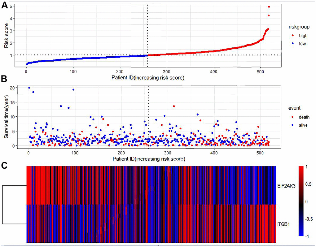 Prognostic characteristics of autophagy genes in patients with lung adenocarcinoma. (A) Distribution of risk scores in the TCGA-LUAD cohort with different risks (low: blue, high: red). (B) The dot plot showed the survival time and risk score in the TCGA-LUAD cohort. (C) Heatmap of autophagy-related gene expression profiles in LUAD prognostic characteristics.