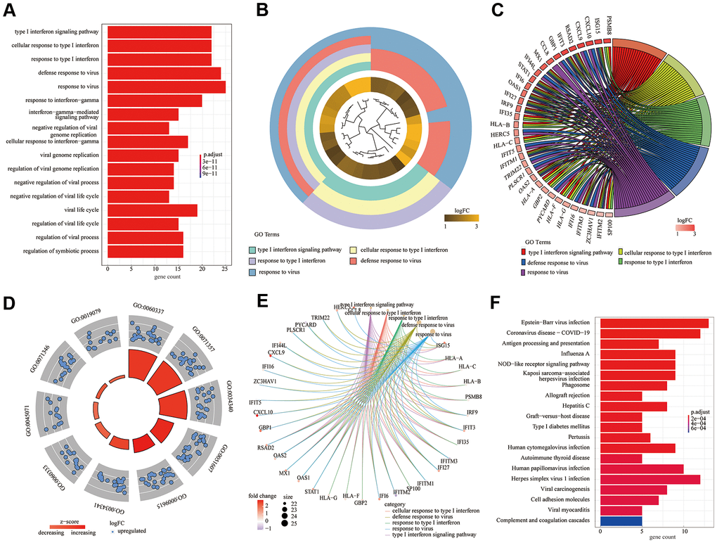 Gene ontology (GO) functional enrichment analysis and Kyoto encyclopedia of genes and genomes (KEGG) pathway analysis of differentially expressed genes. (A) GO bar plot (Figure 3A); (B) GO cluster plot; (C) GO chord plot; (D) GO circle plot; (E) GO cneplot; (F) KEGG bar plot.