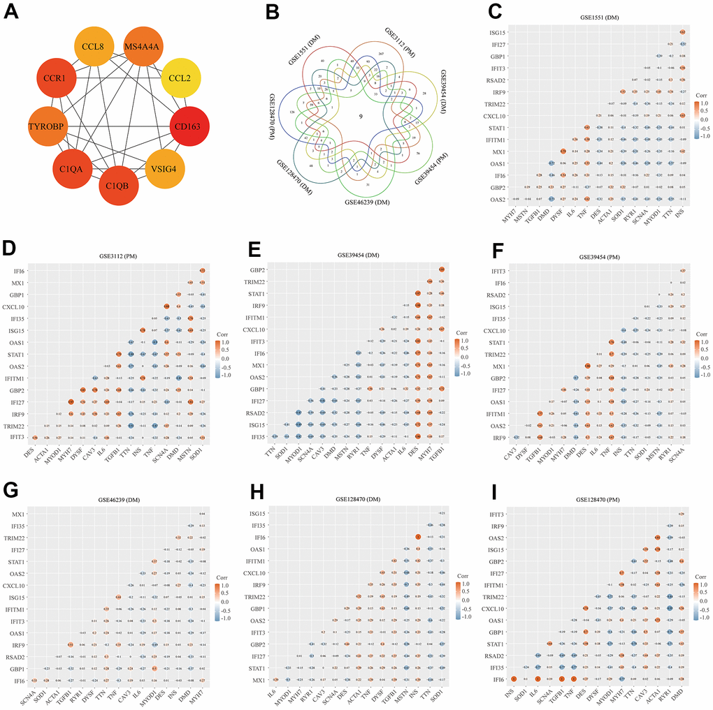 Protein–protein interaction (PPI) network analysis, Venn diagram analysis and correlation between core genes and muscle injury. (A) The top two significant modules of Cytoscape plug-in MCODE. (B) Results of Venn diagram analysis; (C) Association result of GSE1551 (DM); (D) Association result of GSE3112 (PM); (E) Association result of GSE39454 (DM); (F) Association result of GSE39454 (PM); (G) Association result of GSE46239 (DM); (H) Association result of GSE128470 (DM); (I) Association result of GSE128470 (PM).