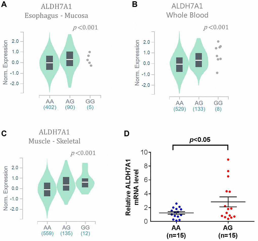 The validated results of ALDH7A1 expression by Genotype-Tissue Expression (GTEx) Portal (https://www.gtexportal.org/home/). (A–C) In GTEx, which enrolled 54 non-diseased tissue sites across nearly 1000 individuals, violin plots of ALDH7A1 rs13182402 mutation was associated with higher ALDH7A1 expression level in upper aerodigestive (esophagus) mucosa, whole blood, and musculoskeletal system than those of ALDH7A1 allele normal type (P D) ALDH7A1 mRNA expression in cancer tissue of 30 oral cancer patients was analyzed by quantitative real time-PCR assay.