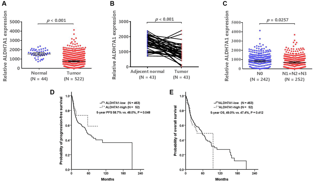 The validated results of ALDH7A1 expression. The Cancer Genome Atlas (TCGA) database (https://www.cbioportal.org/) was used to validate our results. (A, B) In TCGA database, ALDH7A1 expression levels were lower in tumor tissues than those in normal and adjacent normal tissues (P P C). If the patients were divided into ALDH7A1 -high and –low groups, the high-ALDH7A1 group tended to have better clinical outcomes than the low-ALDH7A1 group did (5-year progression-free survival, 58.7% vs. 48.0%, P = 0.048; 5-year overall survival, 49.0% vs. 47.4%, P = 0.412) (D and E).