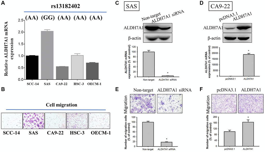 Correlations of ALDH7A1 rs13182402 genotypes with ALDH7A1 mRNA levels in five oral cancer cell lines. (A) Upper panel, ALDH7A1 rs13182402 genotypes in oral cancer cell lines (SCC-14, SAS, CA9-22, HSC-3, and OECM-1) were detected by a TaqMan SNP Genotyping Assay. Lower panel, mRNA level of ALDH7A1 was detected by quantitative real time-PCR analysis. (B) The migratory ability in oral cancer cell lines (SCC-14, SAS, CA9-22, HSC-3, and OECM-1) was detected by Boyden chamber migration assays. (C) Western blot analysis and real time-PCR assay for ALDH7A1 protein and mRNA expressions of SAS cells after siRNA directly against the ALDH7A1 expression were conducted. (D) Western blot analysis and real time-PCR assay for ALDH7A1 protein and mRNA expressions of CA9-22 cells after transfection with vectors containing a constitutively active ALDH7A1 cDNA were conducted. (E and F) Boyden chamber migration assays for cell migratory ability in SAS cells and CA9-22 cells were conducted.