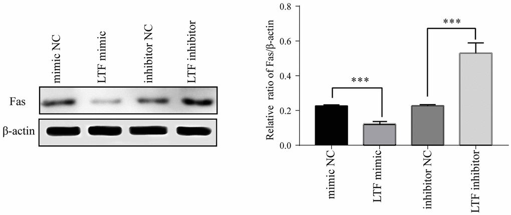 Fas expression in NPCs after transfection with LTF mimic and LTF inhibitor. *P ***P  0.001.