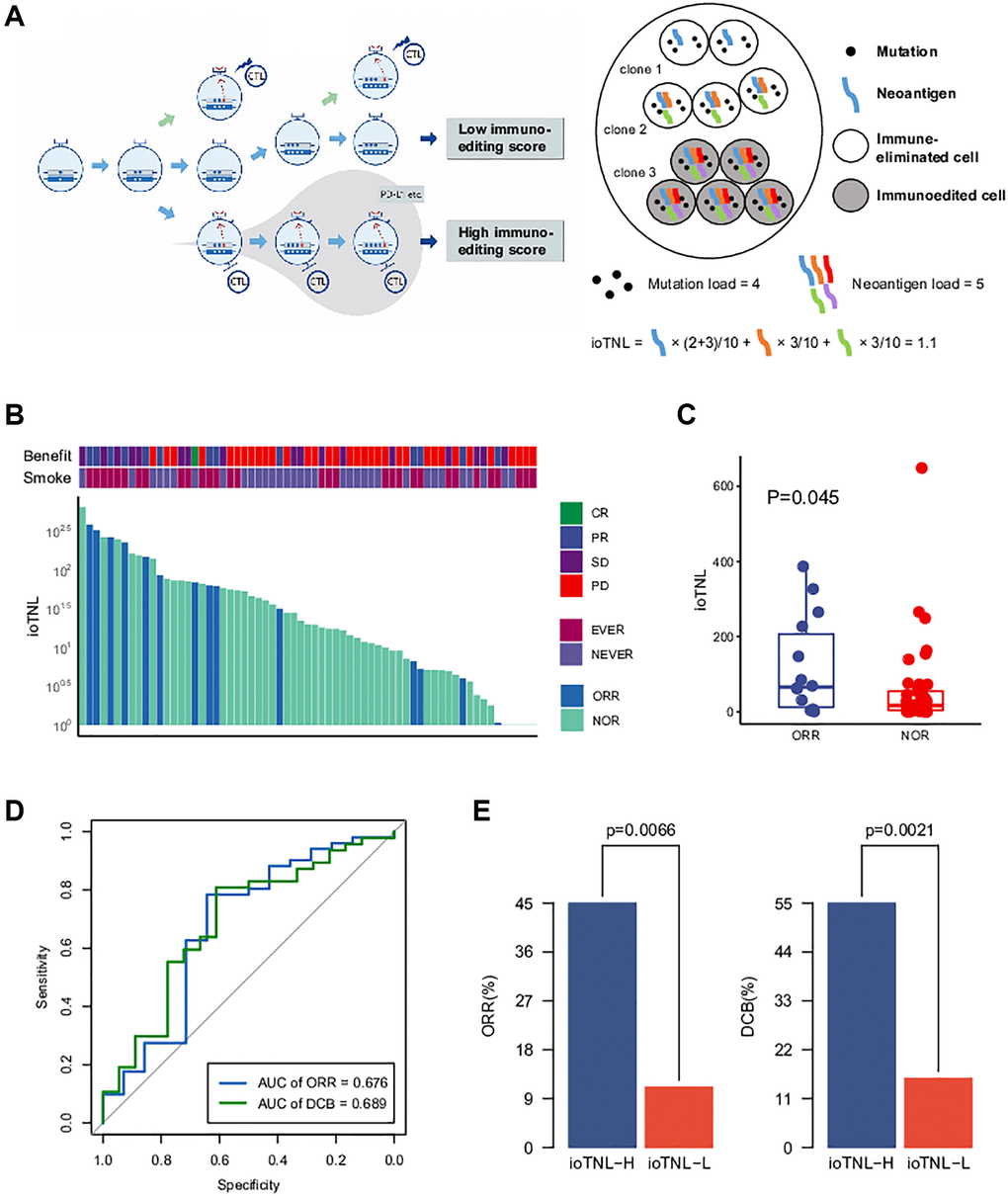 The model of immunoediting-based optimized neoantigen load (ioTNL). (A) Illustration showing the concept of ioTNL model. Left, due to the instability of the genome, the tumor produces different clones. If tumor clones acquired immune escape and immune tolerance to neoantigens, they would not contribute to the tumor immunogenicity and would be discarded. Only the tumor clones with immune clearance ability would be retained. Right, we demonstrated a hypothetical tumor of three clones. Tumor cells from clone 1 and clone 2 were immune-eliminated cells while tumor cells from clone 3 were immunoedited cells. We assumed that this tumor had five neoantigens so that the tumor neoantigen load was equal to 5. However, neoantigens from immunoedited cells were excluded so that the ioTNL score of this tumor was equal to 1.1. (B) Distribution of ioTNL score in the NSCLC cohort. Patients with objective response (ORR) were labeled in blue while patients with non-objective response (NOR) were labeled in cyan. The scores of ioTNL were transformed into log10 format. (C) Boxplot of the distribution of ioTNL scores between patients with ORR and NOR. (D) Sensitivity and specificity of ioTNL in predicting ORR and DCB in NSCLC cohort. (E) Barplots of ORR rate (left) and DCB rate (right) between ioTNL-H group and ioTNL-L group.