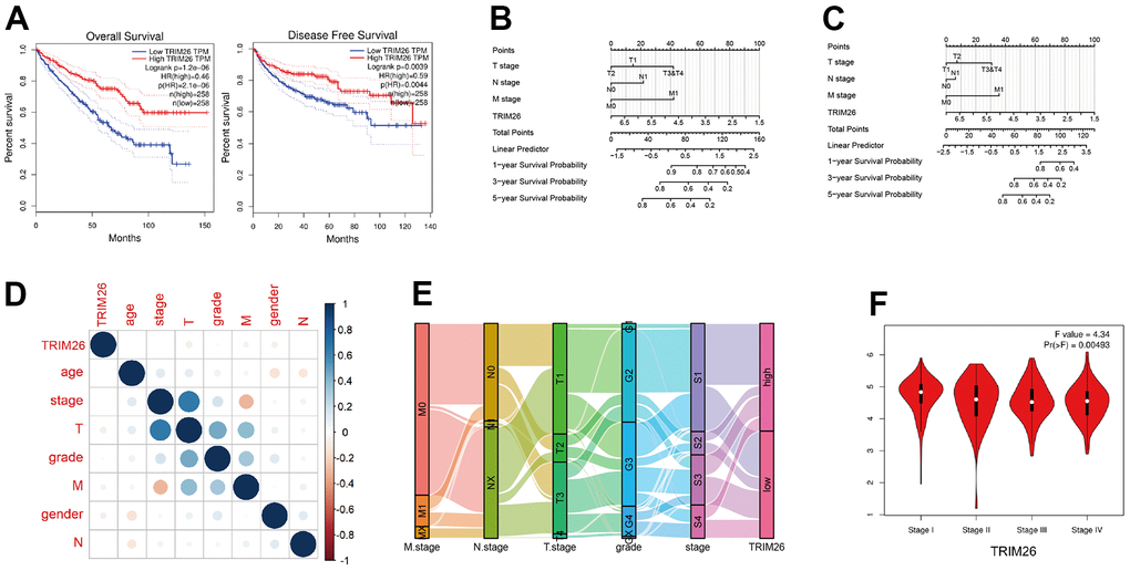 (A) The TRIM26 over survival(OS) time and disease free(DFF) survival time in the GEPIA; (B) The OS nomogram of TRIM26 for the KIRC patients; (C) The DFF nomogram of TRIM26 for the KIRC patients; (D) The correlation between TRIM26 expression and other clinical information; (E, F) The expression level of TRIEM26 in four pathological stages.