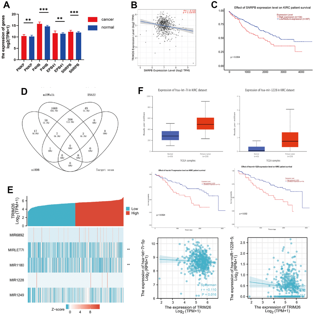 (A) The different expression genes of TRIM26 potential downstream; (B) The correlation between TRIM26-SNRPB; (C) Survival analysis of SNRPB; (D) The Venn diagram of miRNAs for TRIM26; (E) The correlation between TRIM26 and miRNAs' expression level; (F) The expression level, the survival analysis, and the correlation for hsa-let-7i-5p/hsa-miR-1228-5p.