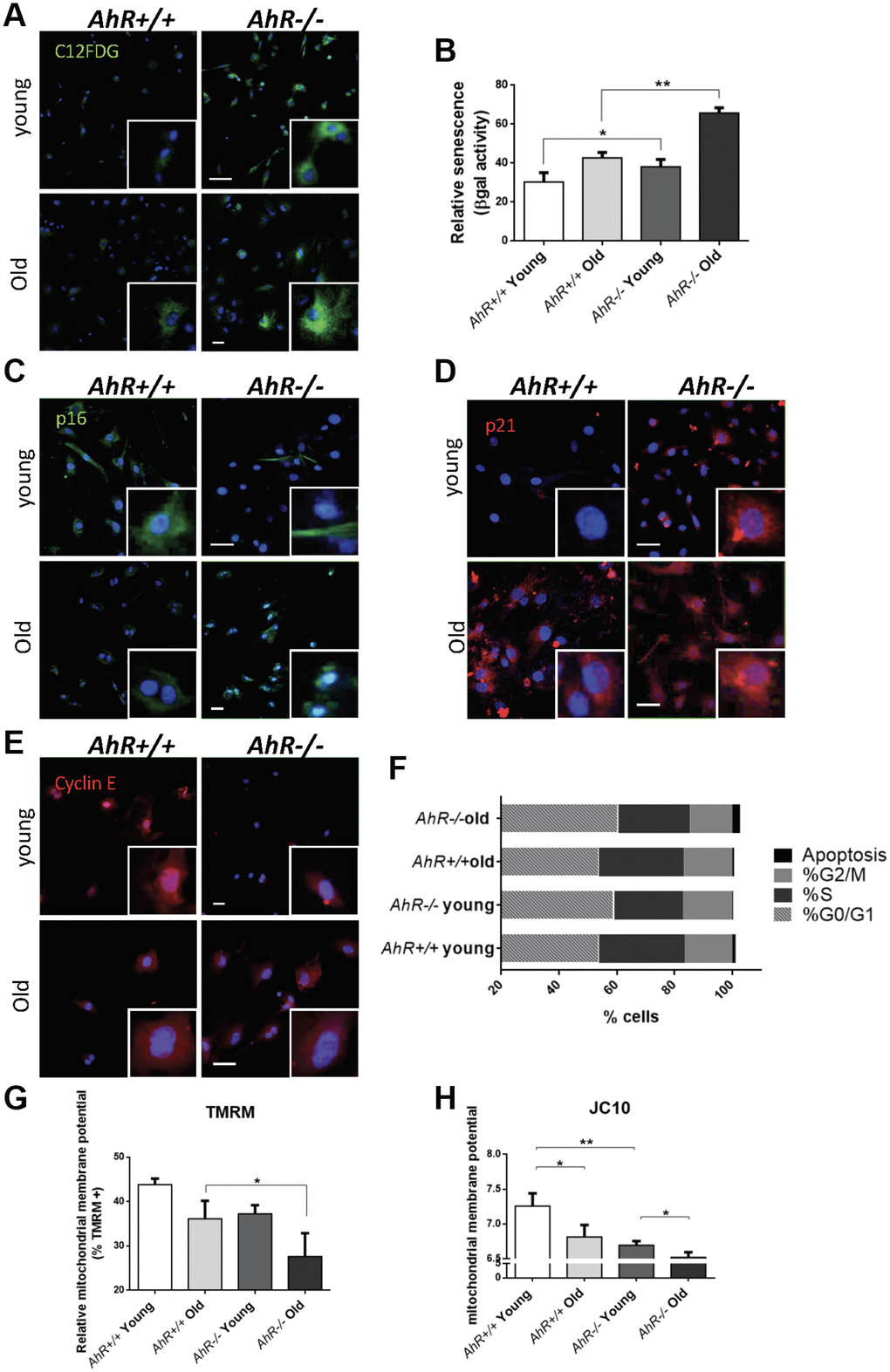 Senescence increases with aging in adult AhR-null fibroblasts. (A) AhR+/+ and AhR−/− fibroblasts were stained with the SA-β-Gal fluorescent substrate C12FDG to determine senescence levels by confocal microscopy. (B) SA-β-Gal activity was also measured by flow cytometry analyzing the percentage of C12FDG positive cells. (C–E) p16Ink4a (C), p21Cip1 (D) and Cyclin E (E) were analyzed by florescence confocal microscopy using specific antibodies in young and aged fibroblast cells. Conjugated secondary antibodies used were Alexa 488 and Alexa 633. DAPI staining was used to label cell nuclei. An Olympus FV1000 confocal microscope with FV10 software (Olympus) were used. (F) Percentage in each cell cycle phase. Cell cycle analysis was performed by FACS using propidium iodide staining. (G) Mitochondrial membrane potential (MMP) was quantified by the percentage of TMRM positive cells analyzed by Cytoflex S cytometer (Beckman Coulter). (H) MMP was also calculated using the JC10 kit for mitochondrial membrane polarization (Sigma-Aldrich). The red/green fluorescence intensity ratio was used to determine MMP activity. Data are shown as mean + SD (*P **P 