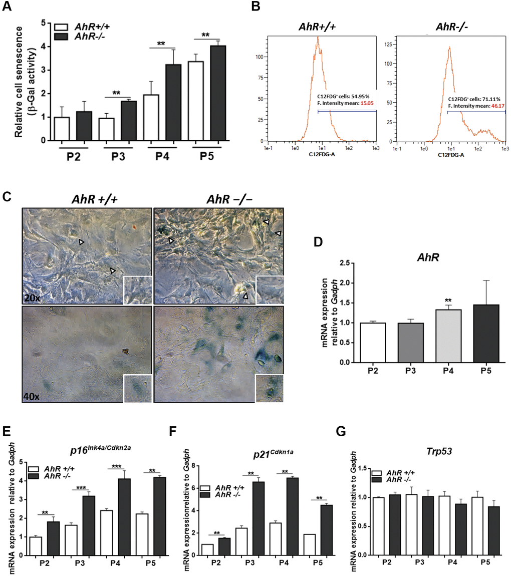 Lack of AhR enhances in vitro cellular senescence in mouse embryonic fibroblasts. (A) Senescence profiles of AhR+/+ and AhR−/− MEFs at the indicated passages as determined by the level of SA-β-gal activity analyzed by FACS using the β-galactosidase fluorescent substrate C12FDG. Results are normalized to wildtype MEFs at passage 2. (B) Representative flow cytometric profiles of senescent cells stained with C12FDG in AhR+/+ and AhR−/− MEFs at passage 5. (C) SA-β-Gal activity in AhR+/+ and AhR−/− MEFs at passage 5 as determined by staining using X-Gal as substrate. (D) AhR mRNA expression was determined by RT-qPCR at the indicated cell culture passages. (E–G) mRNA expression of senescence driver genes p16Ink4a (E), p21Cip1 (F) and Trp53 (G) were determined in AhR+/+ and AhR−/− MEFs by RT-qPCR using the oligonucleotides indicated in Supplementary Table 1. Gapdh was used to normalize target gene expression (△Ct) and 2−△△Ct to calculate changes in mRNA levels with respect to wild type or untreated conditions. Data are shown as mean + SD (**P ***P 