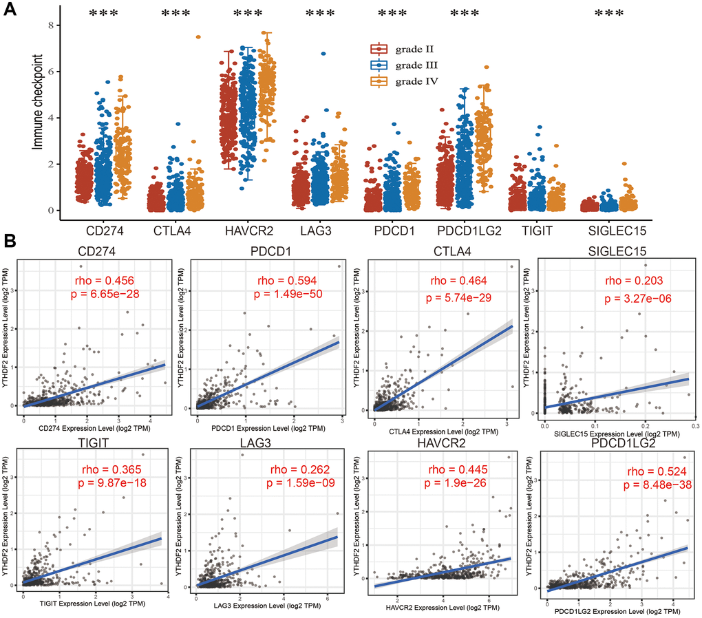 The association between YTHDF2 expression and immune checkpoints. (A) The expression of immune checkpoints-related genes is different from the WHO grade of LGG. (B) The correlations between YTHDF2 expression and diverse immune checkpoints related genes were examined by the TIMER database.