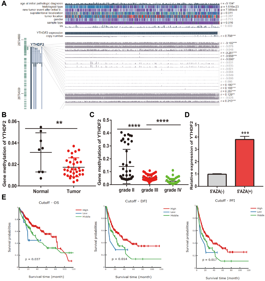 Analysis of the YTHDF2 methylation level. (A) The correlation between CNV, DNA methylation, and YTHDF2 expression is examined by EXPRESS. (B) The DNA methylation level of YTHDF2 in LGG. (C) The DNA methylation level of YTHDF2 in diverse tumor grades of LGG based on CGGA dataset. (D) The expression of YTHDF2 in U251 cells after using 5-AZA treatment was examined by qRT-PCR assay. (E) The prognosis for the methylation level of YTHDF2 in the TCGA-LGG dataset.