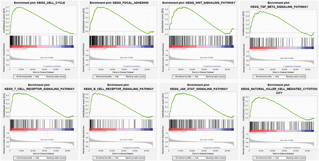 KEGG signaling pathway explored by GSEA software. The Cell Cycle, Focal adhesion, Wnt signal pathway JAK- STAT3- signal pathway, T cell receptor signal pathway, and B cell receptor signal pathway in LGG were examined by GSEA software.