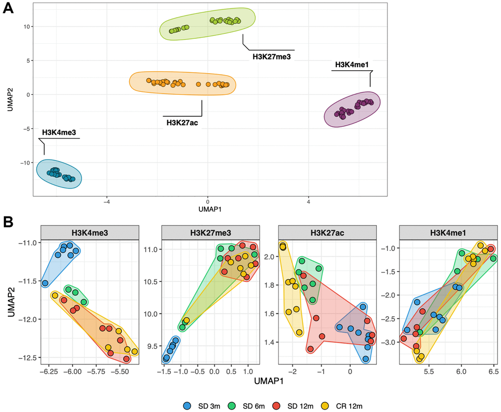 Similarity between all genome-wide histone modifications profiles represented through dimensional reduction using the UMAP algorithm (A), samples are colored by histone modification and aggregate primarily by histone mark. (B), amplification of previous UMAP with samples split by histone mark and colored by the experimental group they belong to (different age and diet).