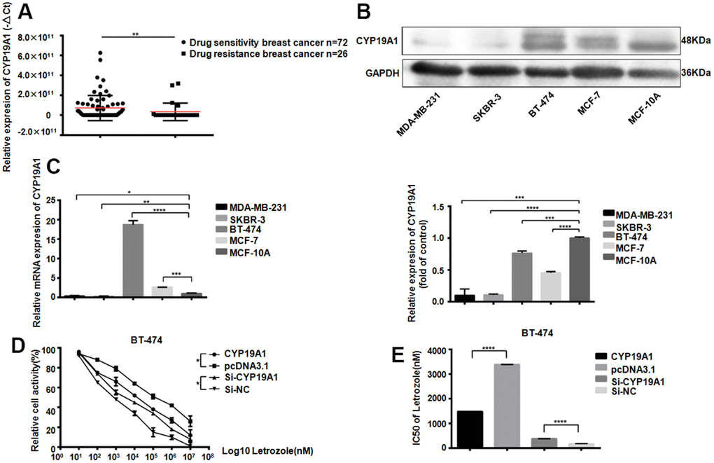 CYP19A1 expression promotes the sensitivity of ER positive breast cancer cells to Letrozole. (A) mRNA expression level of CYP19A1 in plasma of breast cancer patients was detected by RT-QPCR and analyzed by Mann Whitney test.**PB) Western Blot Analysis of endogenous protein expression levels of CYP19A1 in 5 breast cancer cell lines, using GAPDH as an internal reference, and 3 experiments were repeated. ***PPC) RT-QPCR was used to detect the endogenous mRNA expression level of CYP19A1 in 5 breast cancer cell lines. β-actin was used as an internal reference, and 3 replicates were carried out each time. *PPPPD) BT-474 cells in 4 groups were treated with 8 concentrations of Letrozole, and CCK-8 was added 48 hours later to detect cell activity. Cells in each group had 3 repeated Wells. **PE) Graphpad Prism calculated the IC50 of four groups of BT-474 cells against Letrozole. ****P