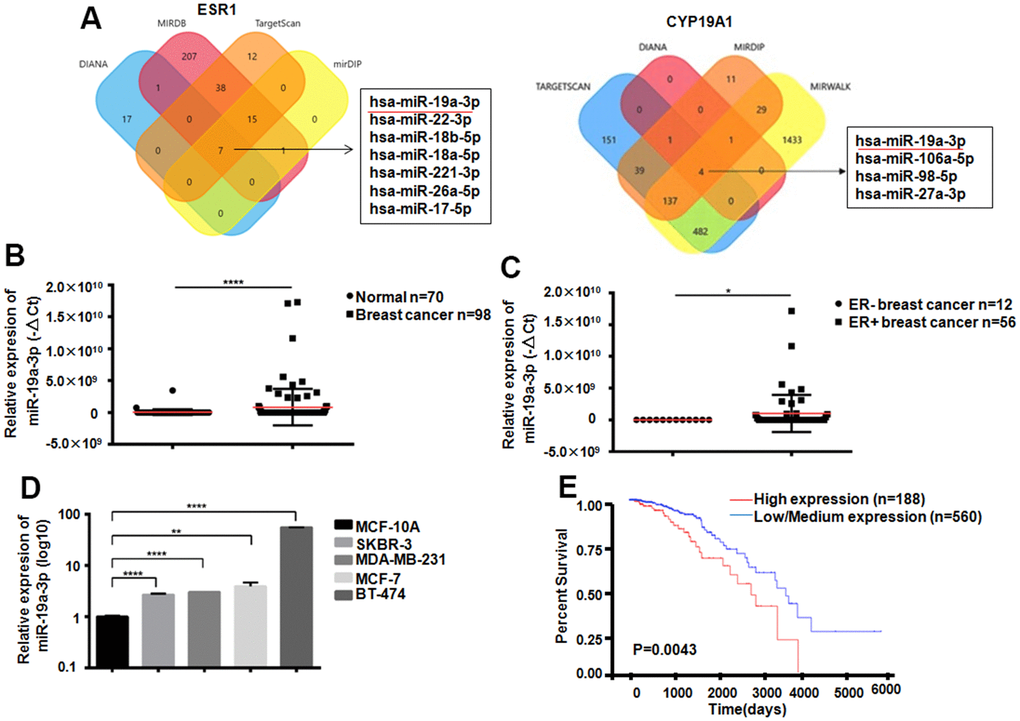 Expression of miR-19a-3p in breast cancer. (A) Bioinformatics analysis showed that miR-19a-3p could target ESR1 and CYP19A1. (B) The expression levels of miR-19a-3p in plasma of 70 normal women and 98 breast cancer patients were detected by RT-QPCR, using U6 as internal reference and analyzed by Mann Whitney test.****PC) The expression levels of miR-19a-3p in plasma of 12 patients with ER negative breast cancer and 56 patients with ER positive breast cancer were detected by RT-QPCR, using U6 as internal reference and analyzed by Mann Whitney test.*PD) RT-QPCR was used to detect the expression levels of miR-19a-3p in normal breast epithelial cells and 4 breast cancer cell lines. With U6 as internal reference, 3 replicates were performed for 3 times each time. **PPE) Kaplan-Meier curve of overall survival of breast cancer patients with low expression (n = 560) and high expression (n = 188) of miR-19a-3p.