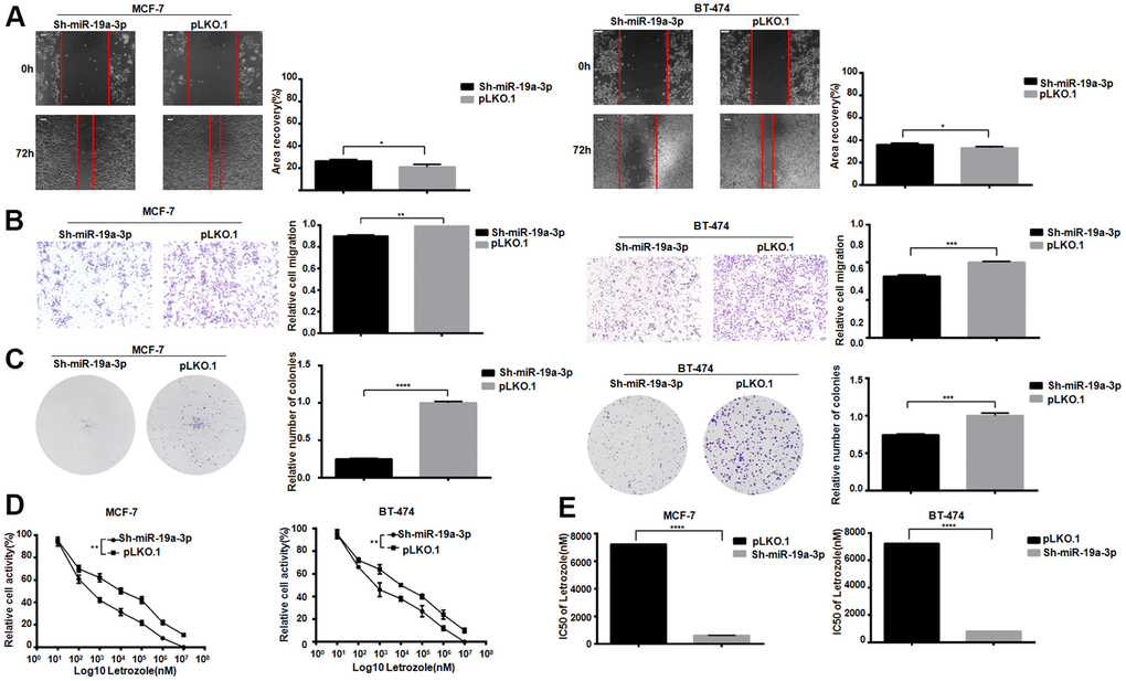 Knockdown of miR-19a-3p decreases the IC50 of Letrozole in breast cancer cells. (A) Cell healing rate at 0 hours and 72 hours was measured by scratch assay with the scale of 100 μm. The experiment was repeated 3 times.*PB) Transwell experiment was performed to detect the effect of knockdown miR-19a-3p on the mobility of breast cancer cells. The experiment was repeated for 3 times with 20× microscope field.**PPC) Cell clonal formation assay was performed to detect the effect of knockdown miR-19a-3p on breast cancer cell colony formation. The experiment was repeated for 3 times.***PPD) CCK-8 was used to detect cell activity, and each group had 3 repeated wells.**PE) Graphpad Prism calculated IC50 of MCF-7 and BT-474 cells against Letrozole. ****P