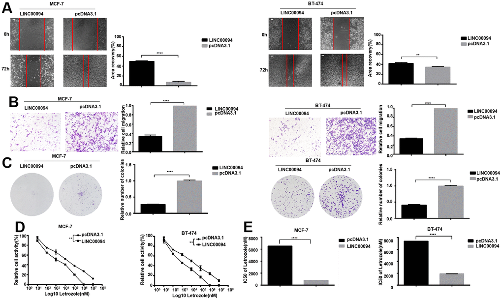 Overexpression of LINC00094 affects IC50 of breast cancer cells to Letrozole. (A) The cell healing rate at 0 hours and 72 hours was measured by scratch assay with the scale of 100 μm. The experiment was repeated 3 times. **PPB) Transwell assay was performed to detect the effect of LINC00094 overexpression on the mobility of breast cancer cells, 20× microscope field, and the experiment was repeated 3 times. ****PC) Cell clonal formation assay was performed to detect the effect of overexpression of LINC00094 on the colony formation of breast cancer cells. The experiment was repeated for 3 times.****PD) CCK-8 was used to detect cell activity, and each group had 3 repeated wells.**PE) Graphpad Prism calculated IC50 of MCF-7 and BT-474 cells against Letrozole. ****P