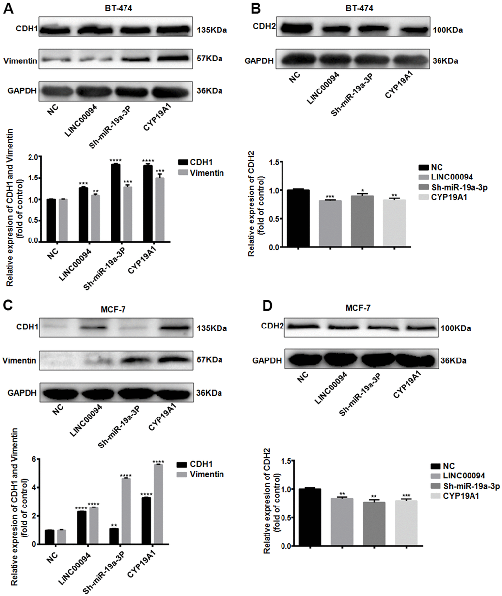 The LINC00094/ miR-19a-3p /CYP19A1 axis affects EMT progression in breast cancer. (A) Western Blot was used to detect the protein expression levels of CDH1 and Vimentin in BT-474 transfected cells, with GAPDH as internal reference. The experiment was repeated for 3 times. **PPPB) Western Blot was used to detect the protein expression level of CDH2 in BT-474 transfected cells, with GAPDH as internal reference. The experiment was repeated for 3 times. * P PPPC) Western Blot was used to detect the protein expression levels of CDH1 and Vimentin in MCF-7 transfected cells, with GAPDH as internal reference. The experiment was repeated for 3 times. **PPD) Western Blot was used to detect the protein expression level of CDH2 in MCF-7 transfected cells, with GAPDH as internal reference. The experiment was repeated for 3 times. **PP