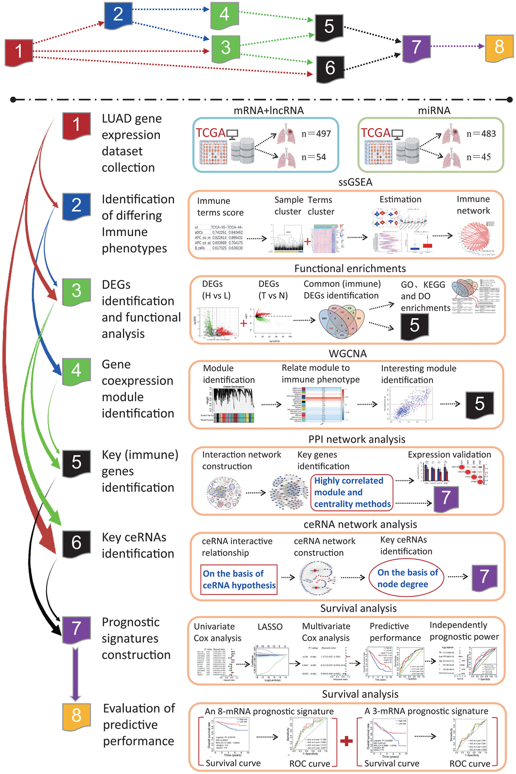 The flow chart of systematic bioinformatics analysis. In this study, a comprehensive bioinformatics method was used to reveal the transcriptome characteristics related to the LUADs with differing immune phenotypes and identify the prognostic signatures predicting the OS of LUAD patients, including ssGSEA, PPI network, WGCNA, ceRNA network, and survival analysis on the basis of univariate and multivariate Cox models. The predictive performances of two prognostic signatures were evaluated using two independent datasets. LUAD, lung adenocarcinoma; TCGA, the cancer genome atlas; ssGSEA, single-sample gene set enrichment analysis; PPI, protein and protein interaction; WGCNA, weighted gene coexpression network analysis; ceRNA, competitive endogenous RNA; GO, gene ontology; DO, disease ontology; KEGG, Kyoto Encyclopedia of Genes and Genomes; DEG, differentially expressed gene; LASSO, least absolute shrinkage and selection operator; OS, overall survival; ROC, receiver operating characteristic.