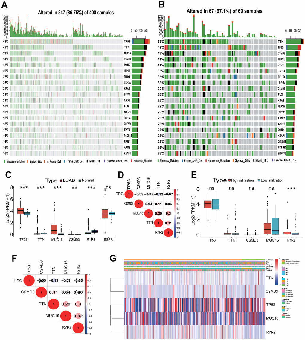 Mutation landscape of the TME immune phenotype. (A) Main mutant genes in the high immune infiltration group. TP53, TTN, MUC16, CSMD3 and RYR2 are the main mutant genes. (B) Main mutant genes in the low immune infiltration group. TTN, TP53, CSMD3, MUC16 and RYR2 are the main mutant genes. (C) The expressions of the top five mutant genes between LUAD and normal tissues. The expressions of five genes had significant differences between LUAD and normal tissues. (D) The expression correlations among the top five mutant genes. The correlations among the top five mutant genes were low in expressions. (E) The expressions of the top five mutant genes between the high and low immune infiltration groups. The expression of RYR2 gene had significant difference between two groups. (F) The expression correlations of the top five mutant genes in two immune infiltration groups. The correlations among the top five mutant genes were low in expressions. (G) The associations of the top five mutant genes with clinical features in the TME immune phenotype. The expressions of these genes were significantly associated with T stage and age. TME, tumor microenvironment; LUAD, lung adenocarcinoma.