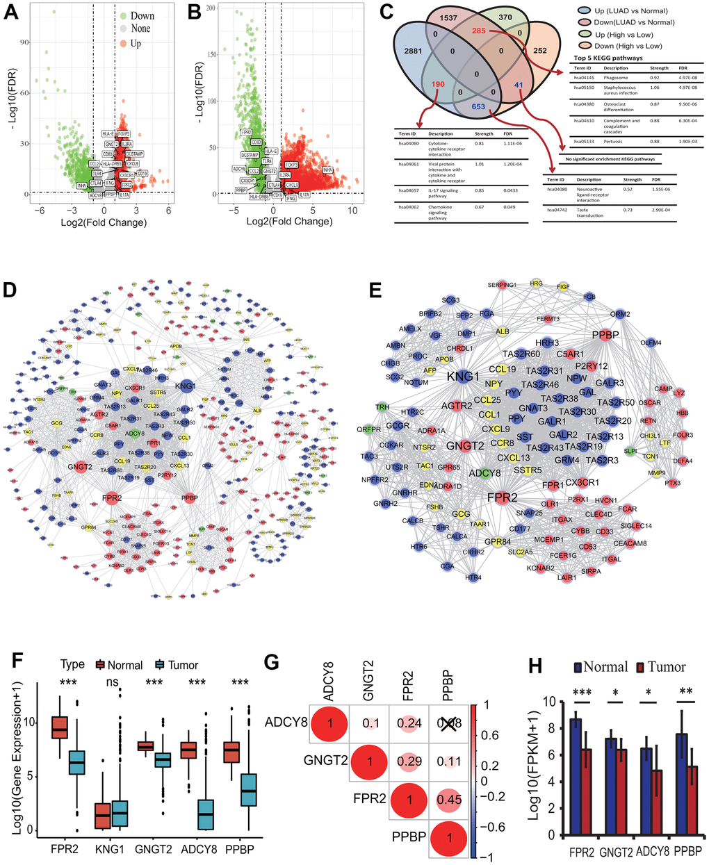 Differentially expressed gene identification and analysis. (A) The distribution of differentially expressed mRNAs between the high and low infiltration groups. Totals of 1791 DEmRNAs (845 upregulated and 946 downregulated) were identified according to the |LogFC|>1 and pB) The distribution of differentially expressed mRNAs between the LUAD and normal tissues. Totals of 5587 DEmRNAs (3724 upregulated and 1863 downregulated) were identified according to the |LogFC|>1 and pC) Key DEmRNAs identification and KEGG enrichment analysis. 1169 DEmRNAs were common in two types of DEmRNA sets from the comparison between the high and low infiltration groups and between the LUAD and normal lung tissues. These gene mainly involved in some immune KEGG pathways including cytokine-cytokine receptor interaction and IL-17 signaling pathway. (D) PPI network construction of key genes encoding proteins. A PPI network with 465 nodes and 2152 edges was established. (E) Identification of highly corelated module with the highest score. One module with 123 nodes and 1573 edges was identified. (F) The expression analysis of five genes between the LUAD and normal lung tissues. The expressions of four genes including FPR2, GNGT2, ADCY8 and PPBP were significantly different between the LUAD and normal tissues. (G) The expression correlations among four essential genes. There were lower correlations in expression among four genes. (H) The expression analysis of four genes based on real transcriptome data. The expressions of four genes had significant differences between the LUAD and normal tissues. LUAD, lung adenocarcinoma; KEGG, Kyoto Encyclopedia of Genes and Genomes; DEG, differentially expressed gene; PPI, protein and protein interaction; FPKM, fragments per kilobase of exon model per million mapped fragments.