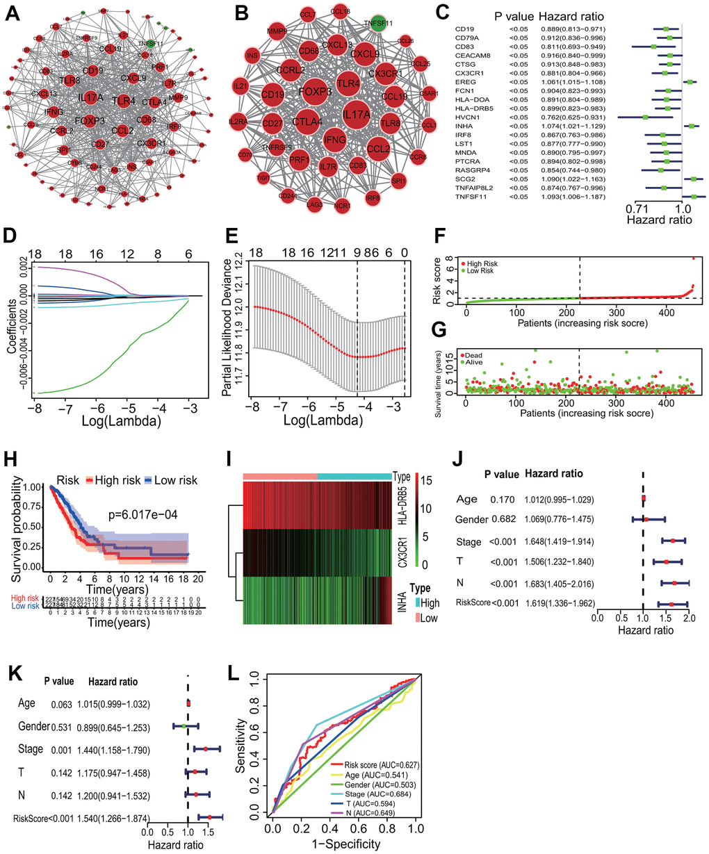 Key immune gene identification and prognostic immune signature construction. (A) PPI network of immune DEGs. An immune PPI network with 79 nodes and 538 edges was established. (B) Highly correlated PPI network. An immune PPI subnetwork with 38 nodes and 372 edges was constructed in the whole immune PPI network. (C) Univariate regression analysis. Twenty immune genes had significantly prognostic values. (D, E) LASSO Cox analysis. Nine immune genes most correlated with the overall survival were identified, and 10-round cross validation was performed to prevent overfitting. (F) Risk score distribution. LUAD patients were divided into the high- and low-risk groups according to the median risk score. (G) Survival overview. The distribution of survival times of LUAD patients in the high- and low-risk groups. (H) Survival curve. A better overall survival of patients in the low-risk group was exhibited than that in the high-risk group. (I) Heatmap of gene expression. HLA-DRB5 and CX3CR1 were highly expressed and INHA was lowly expressed in the high-risk group. (J, K) Independent prognostic analysis. The 3-mRNA risk signature was significantly correlated with the OS of LUAD patients by a univariate and a multivariate Cox regression analysis. (L) ROC curve. The AUC of 3-year survival was 0.627. PPI, protein and protein interaction; LASSO, least absolute shrinkage and selection operator; LUAD, lung adenocarcinoma; ROC, receiver operating characteristic; AUC, area under the curve; OS, overall survival.
