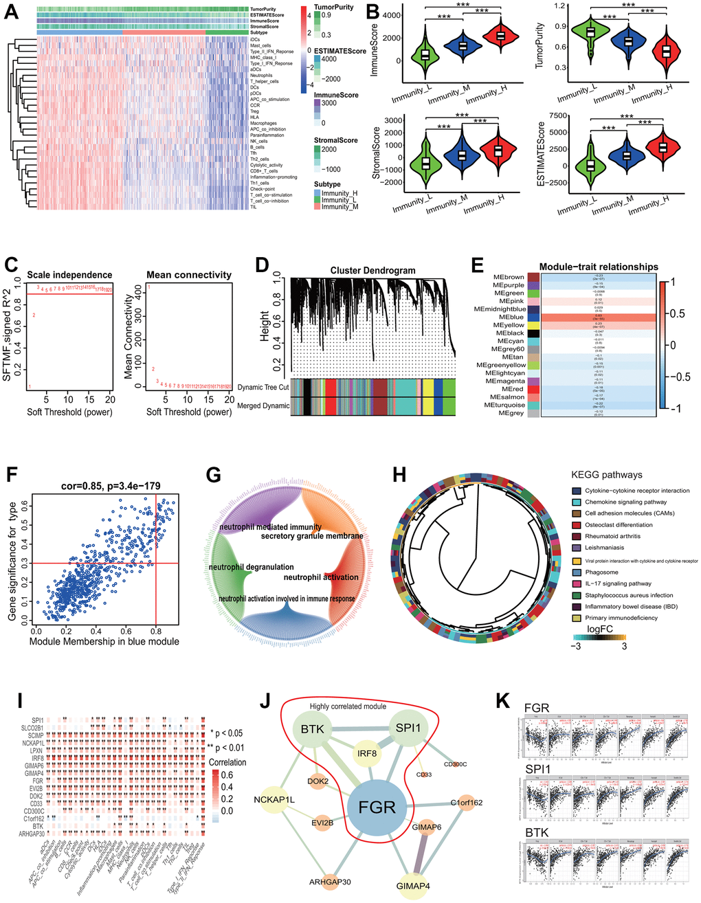 Gene coexpression analysis based on LUAD with differing immune phenotype. (A) Unsupervised clustering of LUAD patients from the TCGA cohort using ssGSEA scores from immune cell types. The group with higher immune infiltration had a higher immune score. (B) ssGSEA scores in differing TME immune phenotypes. The group with higher immune infiltration had higher immune score, stromal score and ESTIMATE score and lower tumor purity. (C) Analysis of network topology for various soft-threshold powers. The power parameter β=3 was selected to strengthen the correlation adjacency matrix on the basis of a scale-free topology criterion R2>0.9. (D) Identification of gene coexpression modules associated with immune phenotype. Eighteen gene coexpression modules were identified according to the TOM-based dissimilarity measure. (E) Associations of identified modules and immune phenotype. The blue module was the most significant association with the immune phenotype. (F) Correlations of module memberships and gene significance in blue module. The Pearson correlation coefficient was 0.85 and the p value was 3.4e-179. (G) Relationship network of the most significant module genes and top 5 GO enrichment terms. (H) The KEGG pathways enriched by genes in the most significant module. (I) Correlations of immune-related terms and 16 genes associated with survival. There were very strong positive correlations between them. (J) Interaction relationship network of 13 genes among 16 genes associated with survival. Bigger nodes represented more links. Thicker edges represented more combined score. The genes within the red line were highly correlated module genes in the whole network. (K) Correlations of 3 key genes and immune infiltration of some types of cells. The expressions of 3 genes were significant positively correlated with the immune infiltration levels of some types of cells. LUAD, lung adenocarcinoma; TCGA, the cancer genome atlas; ssGSEA, single-sample gene set enrichment analysis; KEGG, Kyoto Encyclopedia of Genes and Genomes; GO, gene ontology, TOM, topological overlap measure.