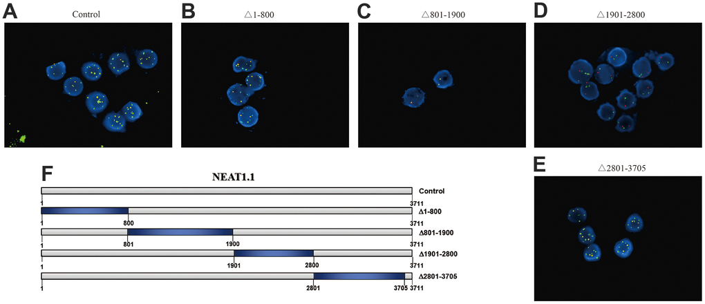 The interaction between NEAT1.1 and miR-3122. FISH assay shows the contacts with miR-3122 and wild type NEAT1.1 (A), NEAT1.1 with 1-800 truncation (B), 801-1900 truncation (C), 1901-2800 truncation (D), 2801-3705 truncation (E) in T24 cells with 200 x magnification. Red signals indicate NEAT1.1, and green signals indicate miR-3122. Yellow signals mean the overlapping of these two probes. (F) The schematic representation of NEAT1.1 with truncation of each fragment.