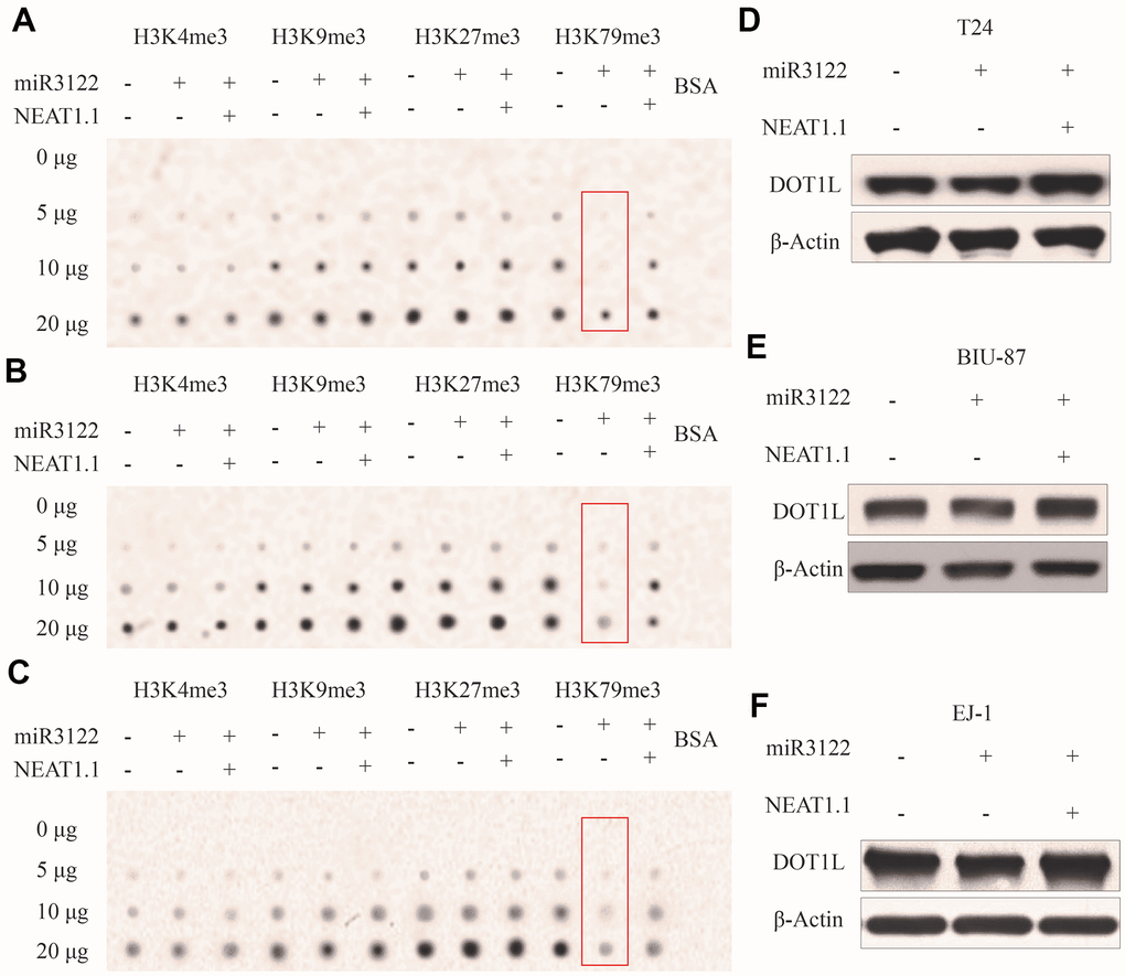 miR-3122 affects global H3K79me3 in BC cells. Dot plot assay show the global levels of H3K4me3, H3K9me3, H3K27me3 and H3K79me3 in T24 (A), BIU-87 (B) and EJ-1 (C) cells with ectopic miR-3122 and NEAT1.1 over-expression. The expression of H3K79 methyltransferase DOT1L in T24 (D), BIU-87 (E) and EJ-1 (F) cells with ectopic miR-3122 and NEAT1.1 over-expression.