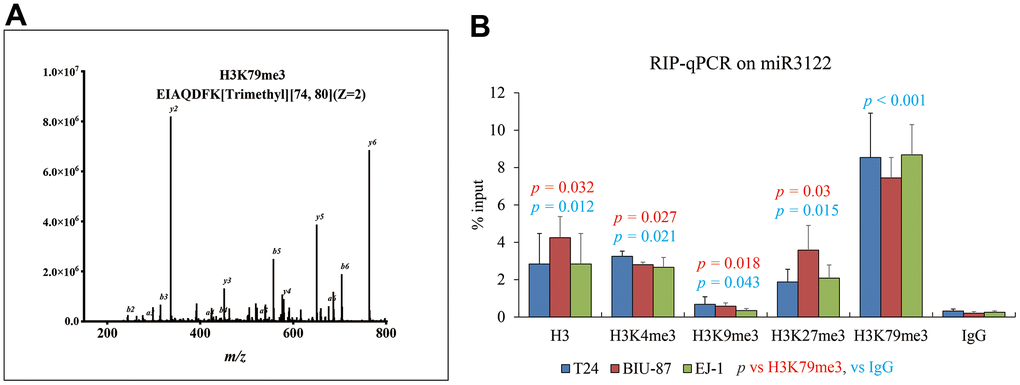 miR-3122 enriches the histone H3 with robust H3K79me3 modification. (A) Representative MS2 spectra shows H3 protein in T24 cells. Inset: Fragmentation patterns of b and y ions show sequence information, amino acid residue, m/z and charge state identified by LC-MS/MS. (B) RIP-qPCR assay shows the enrichment of miR-3122 in histone 3 with different lysine methylation in T24, BIU-87 and EJ-1 BC cells. The p-values represent the statistical significance compared with K3K79me3 or IgG according to different color fonts via One-way ANOVA analysis.