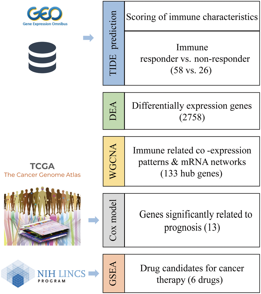 Workflow to identify the biomarkers of an immunotherapy response and candidate drugs.