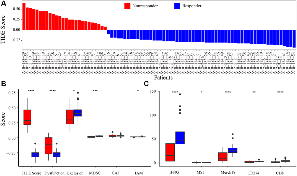 Immune-response prediction by Tumor Immune Dysfunction and Exclusion (TIDE). (A) Patients were predicted to be responders/non-responders to immunotherapy based on the TIDE score. (B) The score for immune features of TIDE score, Dysfunction, Exclusion, MDSC, CAF, and TAM predicted by TIDE. (C) The score for immune features of IFNG, MSI, Merck18, CD274, and CD8. Asterisks indicate the level of statistical significance: * ** *** **** 