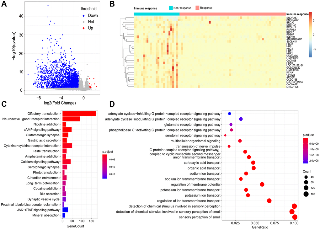 Identification of immune-response related genes (IRRGs). (A) Volcano plot of differentially expressed genes between responder and non-responder patient groups. In total, 2758 differentially expressed genes (DEGs) were considered as IRRGs. (B) Expression profiles of the top 30 significant IRRGs in responder and non-responder groups. The enriched KEGG pathways (C) and GO terms (D) of IRRGs were determined using ClusterProfiler.