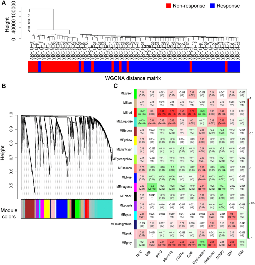Co-expression modules of immune-response related genes (IRRGs) identified by weighted gene co-expression network analysis (WGCNA). (A) Sample dendrogram of patients based on transcriptome correlation. (B) Cluster dendrogram of IRRGs and 16 co-expression modules were identified by WGCNA. (C) Correlation coefficients between co-expression modules and immune features (above) with p-values (below).