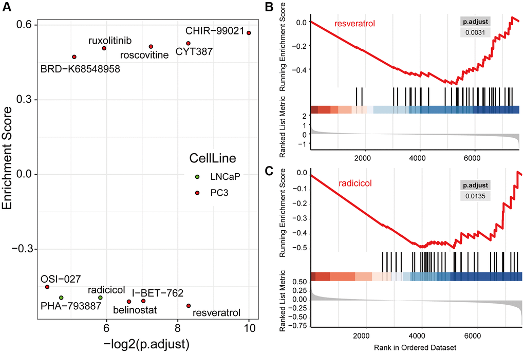 Drug candidates were filtered from the LINCS database, which were predicted to contribute to immunotherapy. (A) Nine drugs in PC3 and two drugs in LNCaP cells were significantly regulated hub genes computed by Gene Set Enrichment Analysis (GSEA). The GSEA plots of resveratrol (B) and radicicol (C), the most significantly effective drugs for the PC3 and LNCaP cell lines, respectively, show their regulation of hub genes.