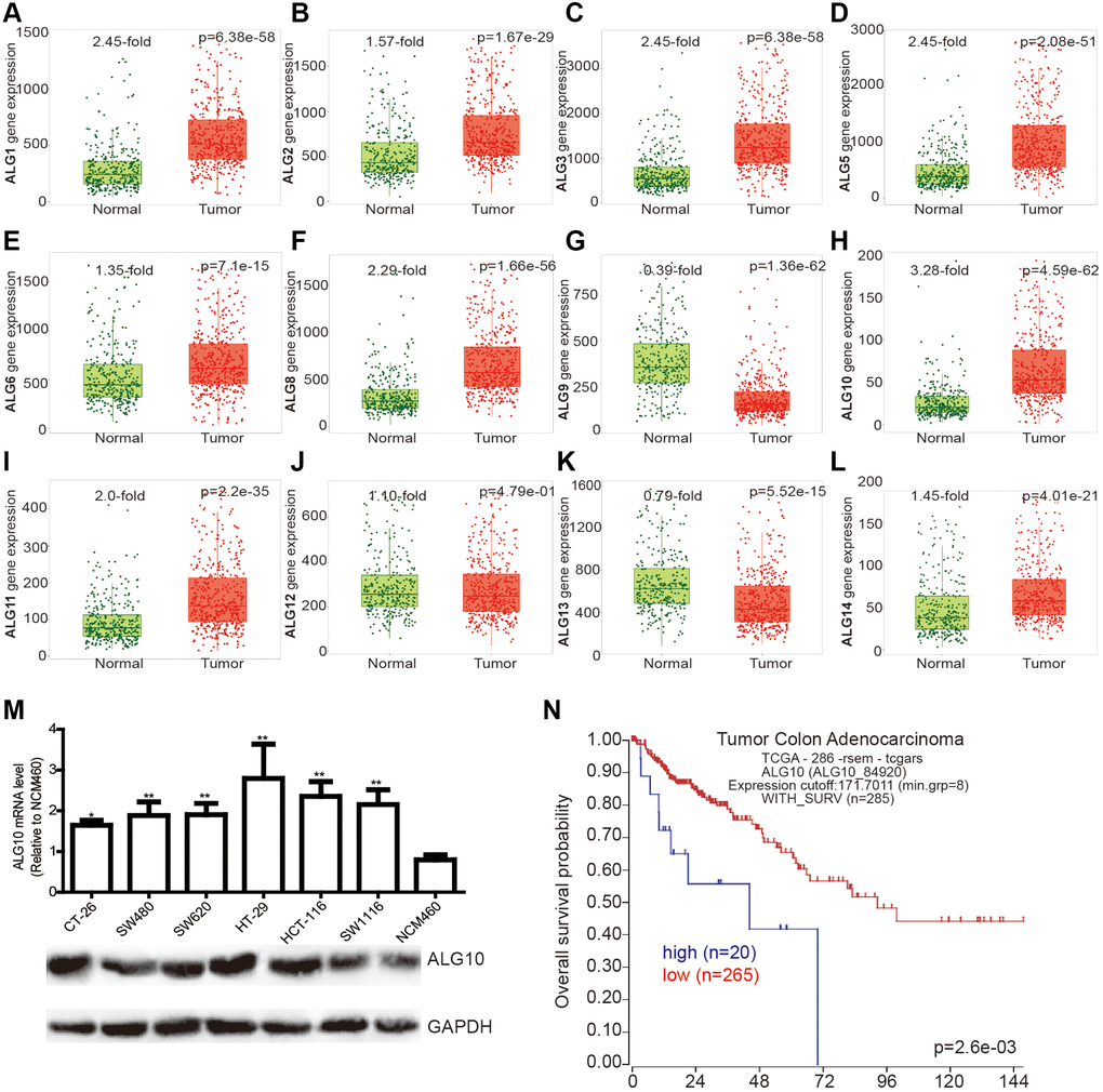 ALG10 was highly expressed in CRC tissues. (A–L) The expression of ALG family members (ALG1, ALG2, ALG3, ALG5, ALG6, ALG8, ALG9, ALG10, ALG11, ALG12, ALG13, ALG14) in CRC and normal tissues was evaluated through the online analytic tool (TNMplot: https://tnmplot.com/analysis/). (M) ALG10 mRNA and protein expression was detected in CRC cells and normal colorectal epithelial cells. n = 3, *P **P N) The correlation between ALG10 expression and survival of CRC patients was determined through the online analytic tool (R2: Genomics Analysis and Visualization Platform).