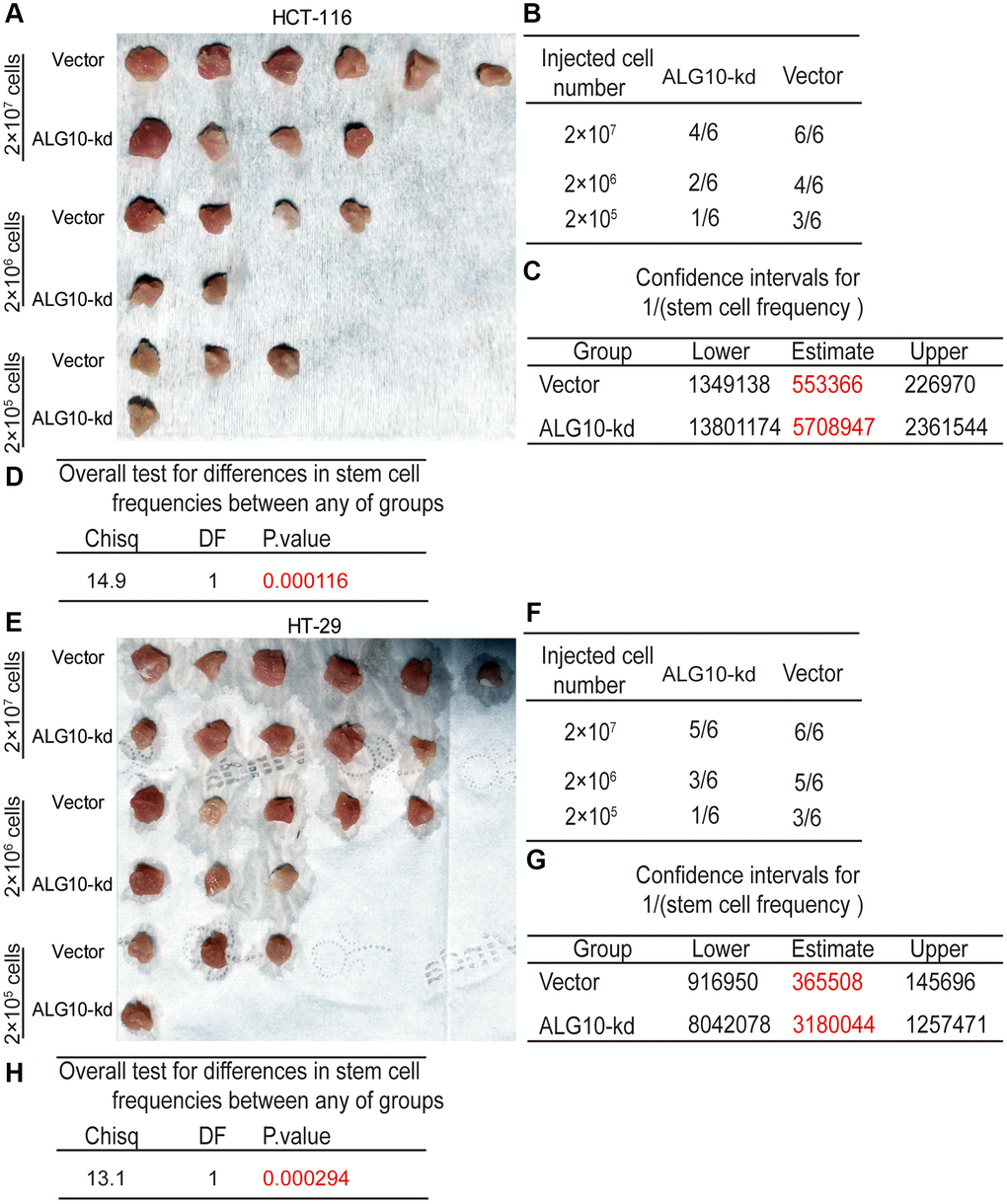 ALG10 knockdown attenuates the tumor-initiating ability of CRC cells. (A) Tumor images derived from HCT-116 cells with or without ALG10 knockdown at different cell concentrations. (B) Tumor formation ratio was calculated for HCT-116 cells with or without ALG10 knockdown at different cell concentrations. (C) The 1/(stem cell frequency) was determined for HCT-116 cells with or without ALG10 knockdown using an ELDA: Extreme Limiting Dilution Analysis (http://bioinf.wehi.edu.au/software/elda/). (D) The difference in stem cell frequencies between the two groups described in (C) was measured using an ELDA: Extreme Limiting Dilution Analysis (http://bioinf.wehi.edu.au/software/elda/). (E) Tumor images derived from HT-29 cells with or without ALG10 knockdown at different cell concentrations. (F) Tumor formation ratio was calculated for HT-29 cells with or without ALG10 knockdown at different cell concentrations. (G) The 1/(stem cell frequency) was determined for HT-29 cells with or without ALG10 knockdown using an ELDA: Extreme Limiting Dilution Analysis (http://bioinf.wehi.edu.au/software/elda/). (H) The difference in stem cell frequencies between the two groups described in (G) was measured using an ELDA: Extreme Limiting Dilution Analysis (http://bioinf.wehi.edu.au/software/elda/).