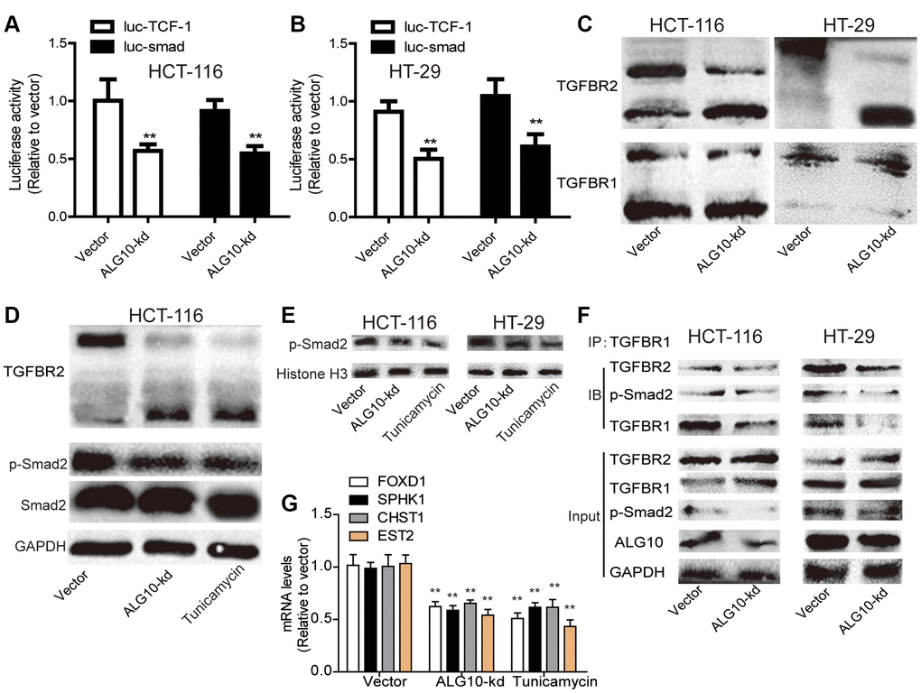 ALG10 knockdown suppressed the activity of TGF-β signaling by reducing TGFBR2 glycosylation. (A and B) The activity of Luc-TCF-1 and Luc-smad was evaluated in HCT-116 and HT-29 cells with or without ALG10 knockdown. (C) The status of TGFBR1/2 glycosylation was detected in HCT-116 and HT-29 cells with or without ALG10 knockdown. (D) The status of TGFBR2 glycosylation and p-smad2 expression were evaluated in HCT-116 cells with or without ALG10 knockdown or Tunicamycin treatment. (E) The nucleus expression of p-smad2 was examined in HCT-116 and HT-29 cells with or without ALG10 knockdown or Tunicamycin treatment. (F) The TGFBR1-TGFBR2 and TGFBR1-p-smad2 interaction was measured in HCT-116 and HT-29 cells with or without ALG10 knockdown. (G) The mRNA expression of FOXD1, SPHK1, CHST1, and EST2 was determined in HCT-116 and HT-29 cells with or without ALG10 knockdown or Tunicamycin treatment. n = 3, **P 