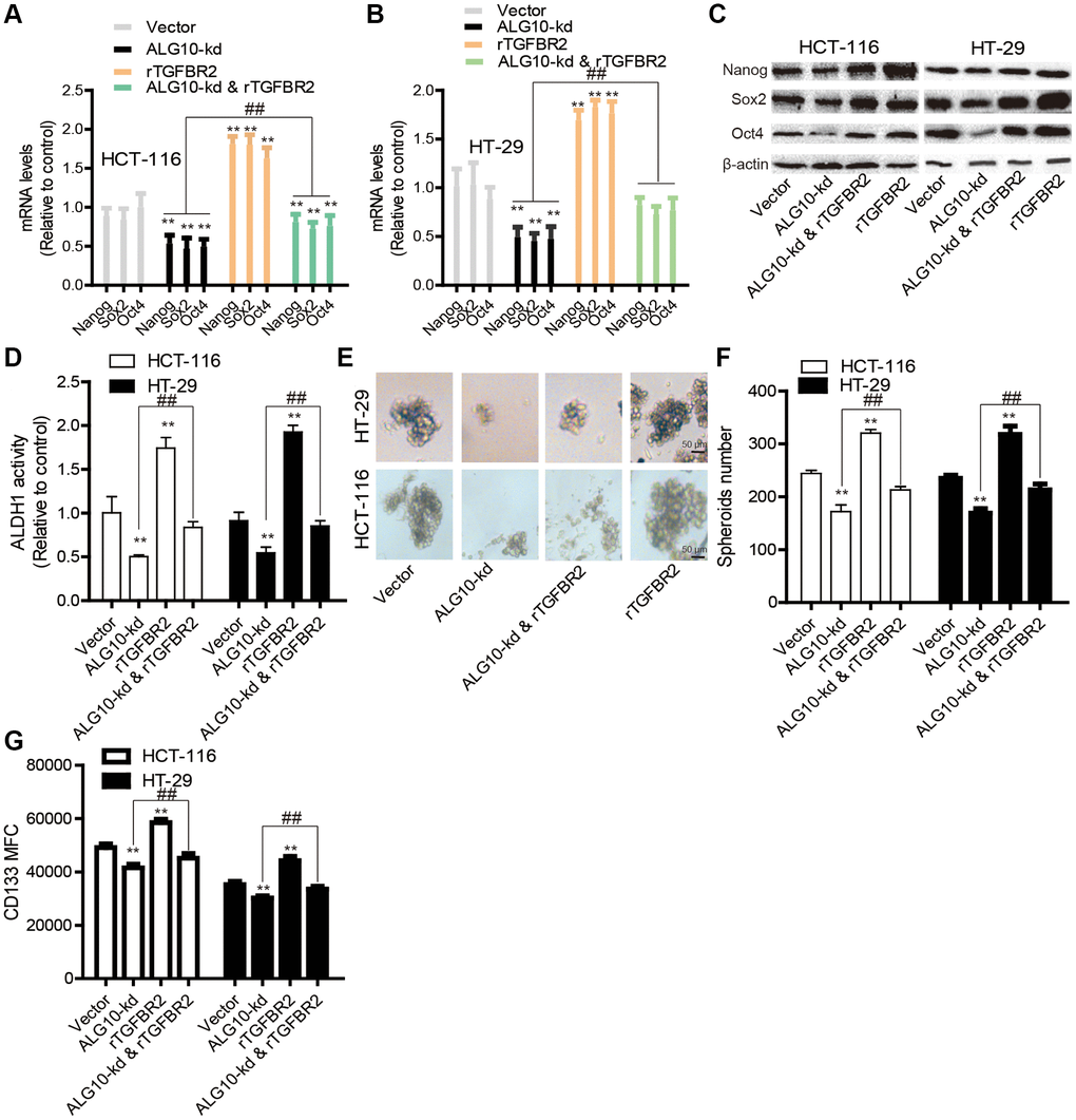 TGFBR2 is necessary for ALG10-induced stemness of CRC cells in vitro. (A and B) CRC cells with or without ALG10 knockdown were treated with rTGFBR2 or not and then subjected to detect the mRNA levels of stemness markers. (C) The protein levels of stemness markers were examined in the CRC cells described in (A). (D) ALDH activity was measured in the CRC cells depicted in (A). (E and F) The sphere formation ability was evaluated in the CRC cells described in (A) by detecting sphere size (E) and number (F). (G) CD133+ cell sub-population was determined in the CRC cells depicted in (A). n = 3, **P ##P 