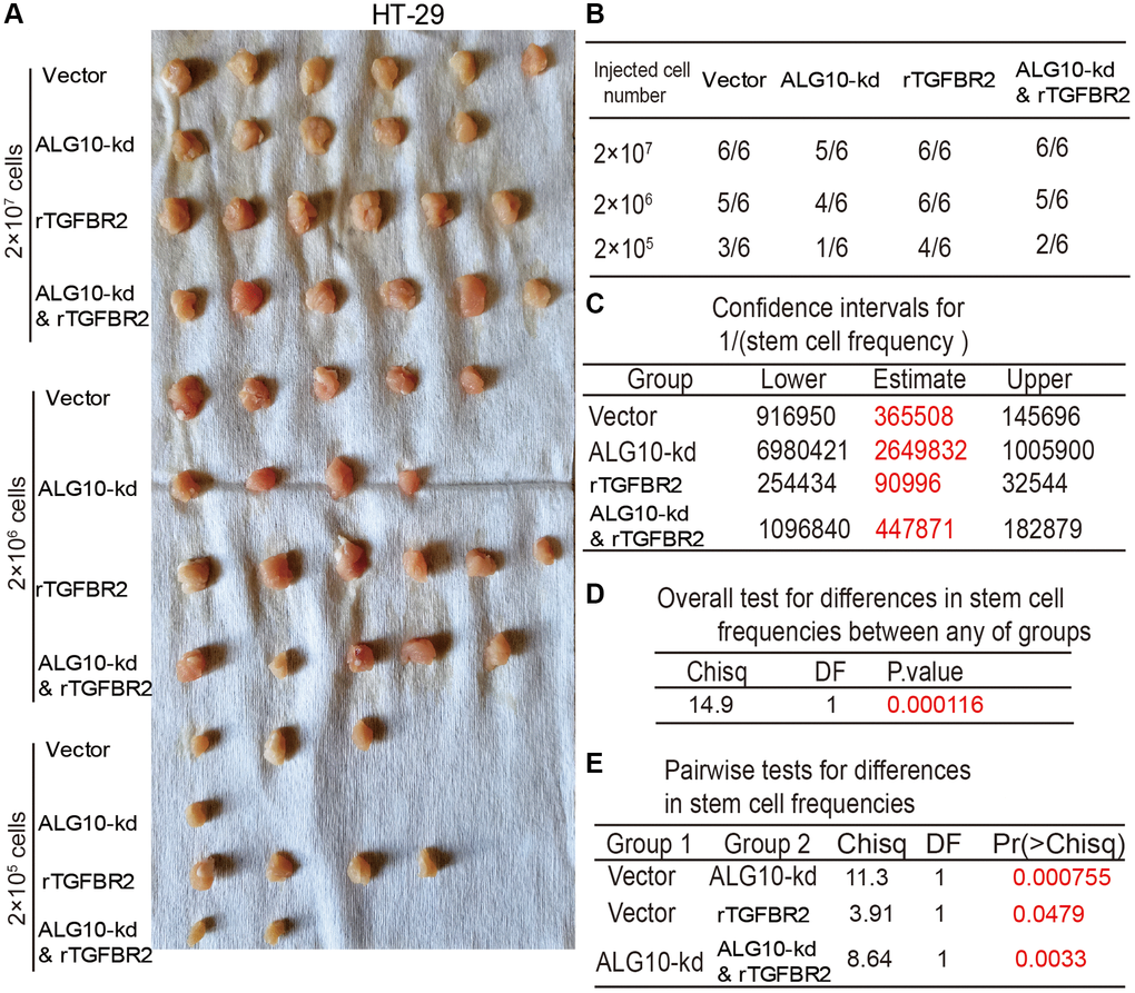 TGFBR2 is necessary for ALG10-induced stemness of CRC cells in vivo. (A) Tumor images derived from different types of HT-29 cells as indicated. (B) Tumor formation ratio of the HT-29 cells as described in (A) was calculated. (C) The 1/(stem cell frequency) was determined for the HT-29 as described in (A) using an ELDA: Extreme Limiting Dilution Analysis (http://bioinf.wehi.edu.au/software/elda/). (D) The difference in stem cell frequencies between any groups described in (C) was measured using an ELDA: Extreme Limiting Dilution Analysis (http://bioinf.wehi.edu.au/software/elda/). (E) The difference in stem cell frequencies between two groups as indicated was measured using an ELDA: Extreme Limiting Dilution Analysis (http://bioinf.wehi.edu.au/software/elda/).