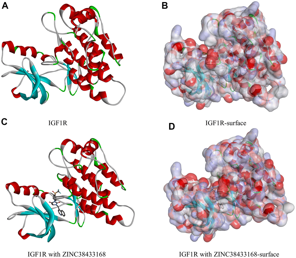 Molecular structure of IGF-1R. (A) Initial molecular structure. (B) Surface of binding area added. Blue represents positive charge, and red represents negative charge. (C) Molecular structure after IGF-1R and ZINC38433168 binding. (D) Surface of IGF-1R and ZINC38433168 binding area added. Blue represents positive charge, and red represents negative charge.