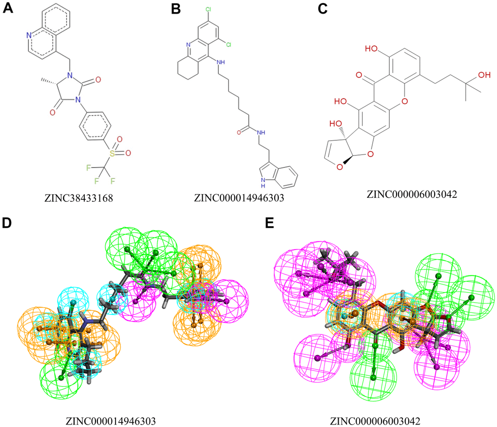 The 2D structures of natural compounds selected from virtual screening by ChemDraw. And Pharmacophore predictions using 3D-QSAR. (A) ZINC38433168; (B) ZINC000014946303; (C) ZINC000006003042. (D) ZINC000014946303: Green represents hydrogen acceptor, blue represents hydrophobic center, purple represents hydrogen donor, and yellow represents ring aromatic. (E) ZINC000006003042: Green represents hydrogen acceptor, blue represents hydrophobic center, purple represents hydrogen donor, and yellow represents ring aromatic.