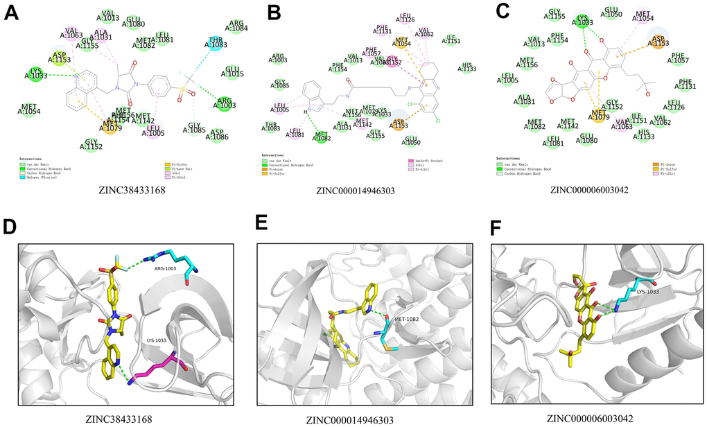 (A) 2D intermolecular interaction diagram of the ZINC38433168/IGF-1R complex. (B) 2D intermolecular interaction diagram of the ZINC000014946303/IGF-1R complex. (C) 2D intermolecular interaction diagram of the ZINC000006003042/IGF-1R complex. (D) The residue and the hydrogen bond in the ZINC38433168. (E) The residue and the hydrogen bond in the ZINC000014946303. (F) The residue and the hydrogen bond in the ZINC000006003042.