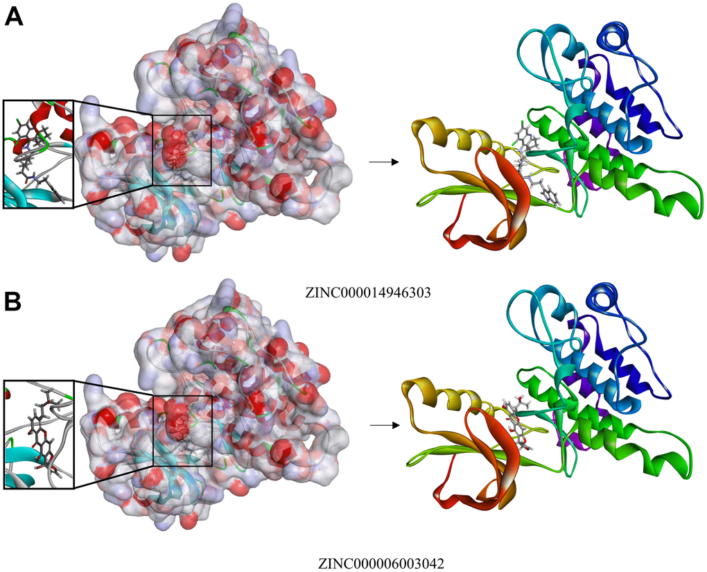 (A) Schematic drawing of the interactions between IGF-1R and ZINC000014946303. (B) Schematic drawing of the interactions between IGF-1R and ZINC000006003042.